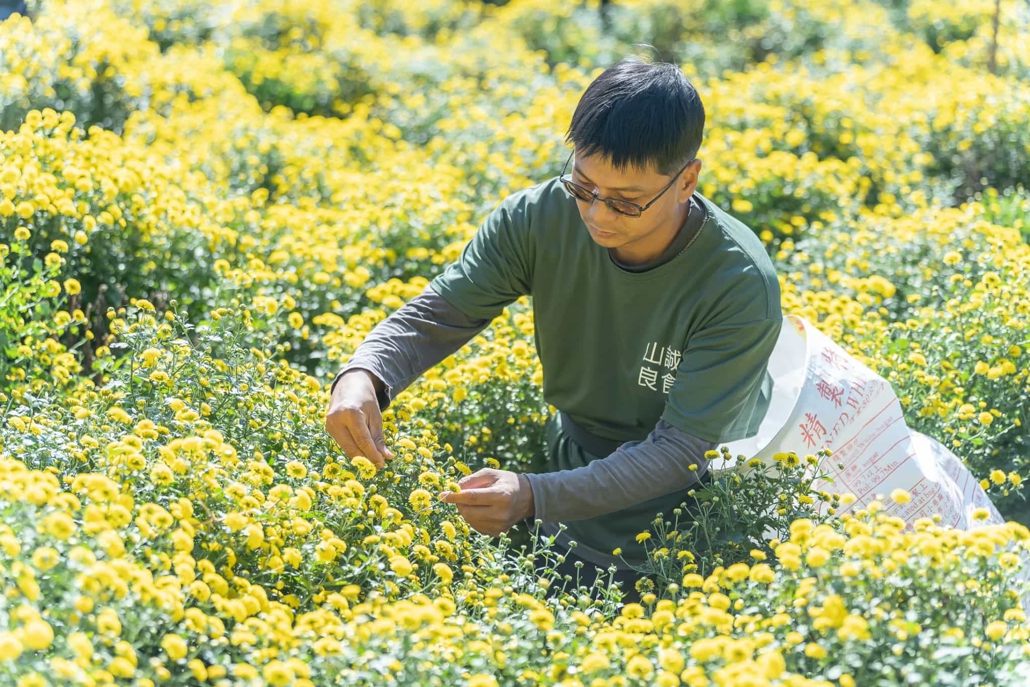 茶心