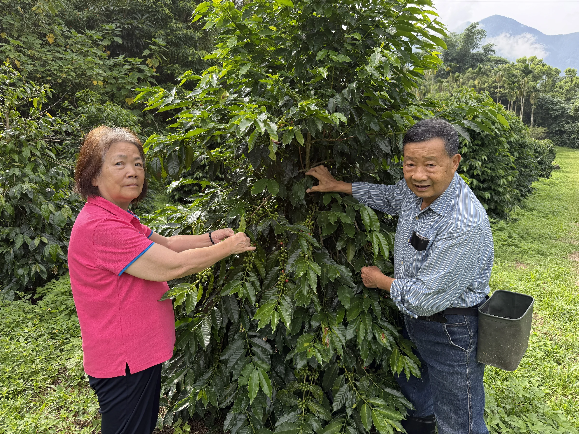 老闆的父母親，父親沈艷志（右）與母親康金葉（左）及阿拉比卡咖啡樹（沈詠為提供）。